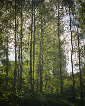 Sunlight filtering through the tall birch trees in a lush green forest, creating a serene and...
