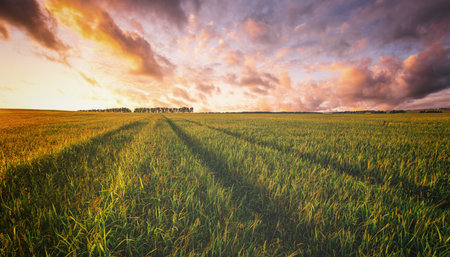 Golden hour over grain field for pastoral serenity. Sunlight illuminating wheat field with harvest...