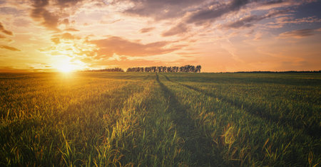 Golden hour over grain field for pastoral serenity. Sunlight illuminating wheat field with harvest...