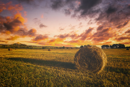 Scenic of sunset over hay bales in a field. Golden light bathes the landscape, creating a tranquil...