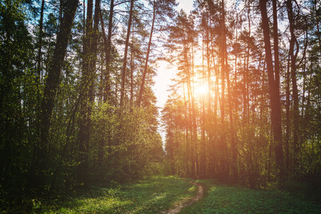Forest path winding through green trees. Sunlit park landscape. Outdoor escape and natural scenery...