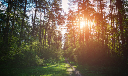 Forest path winding through green trees. Sunlit park landscape. Outdoor escape and natural scenery...