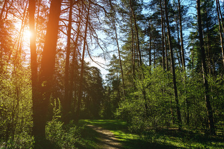 Forest path winding through green trees. Sunlit park landscape. Outdoor escape and natural scenery...