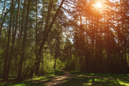 Forest path winding through green trees. Sunlit park landscape. Outdoor escape and natural scenery...