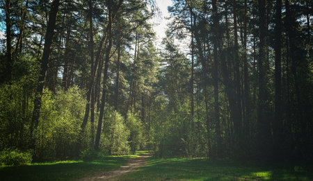 Forest path winding through green trees. Sunlit park landscape. Outdoor escape and natural scenery...