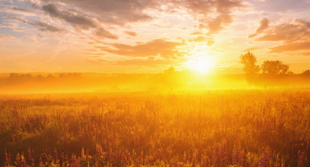 Majestic lupines field bathed in vibrant sunrise glow. Tranquil countryside scene for dreamy...
