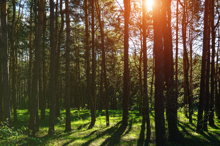 Sunlight illuminating green grass and tree trunks in a pine forest, creating natural reflections and...