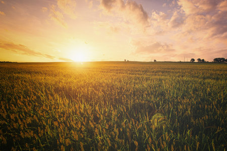 Golden hour over grain field for pastoral serenity. Sunlight illuminating wheat field with harvest...