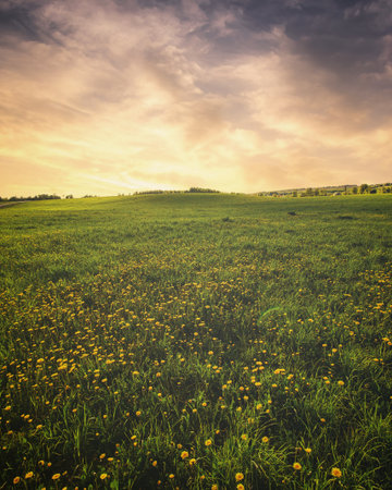 Bright vivid rural landscape at sunset, warm summer field with many yellow dandelion flowers for...