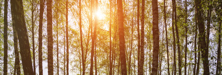 Sunlight filtering through the tall birch trees in a lush green forest, creating a serene and...