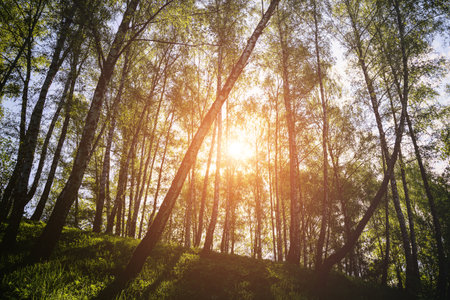 Sunlight filtering through the tall birch trees in a lush green forest, creating a serene and...