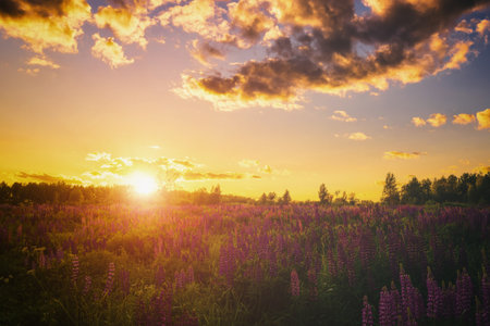 Beautiful summer landscape with purple wild flower lupine field and bright sunrise or sunset sky. Nature scenic backdrop for calm, peace, and serenity concept. Vintage film aesthetic.の写真素材