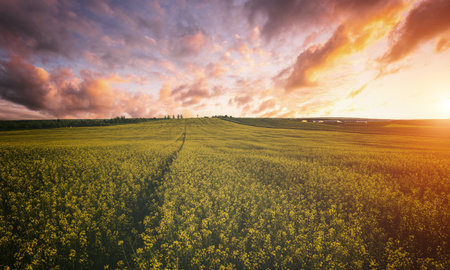 Yellow bright flowers in a bloom in a field of rapeseed at sunset light, creating a beautiful summer...
