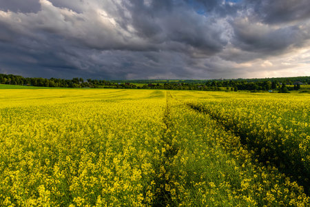 A vibrant yellow rapeseed field under a dramatic cloudy sky. Growing mustard plants for agriculture...
