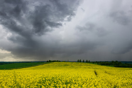 Yellow rapeseed field with a pathway through the blooming flowers under a dark, dramatic storm cloud sky. Rural landscape.の写真素材
