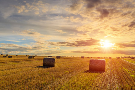 Hay bales in an agricultural field during sunset or sunrise. Rural landscape with golden light over...