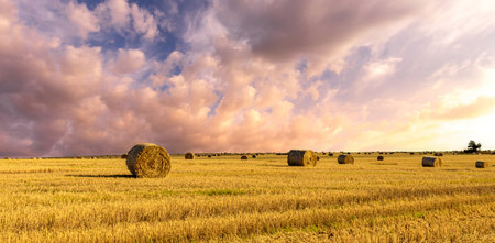 Haystack bale on a golden field landscape at sunset or sunrise. Rural agricultural scene with bales...