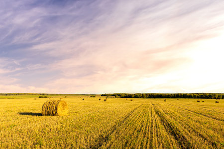 Haystack bale on a golden field landscape at sunset or sunrise. Rural agricultural scene with bales...