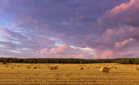 Haystack bale on a golden field landscape at sunset or sunrise. Rural agricultural scene with bales...