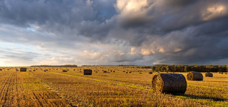 Haystack bale on a golden field landscape at sunset or sunrise. Rural agricultural scene with bales of hay. Countryside harvest concept.の写真素材
