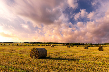 Haystack bale on a golden field landscape at sunset or sunrise. Rural agricultural scene with bales...