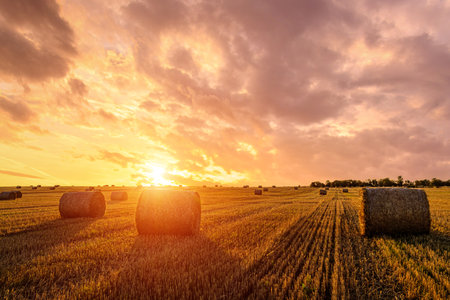 Hay bales in an agricultural field during sunset or sunrise. Rural landscape with golden light over...