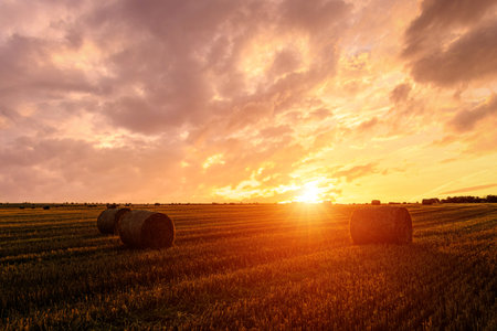 Hay bales in an agricultural field during sunset or sunrise. Rural landscape with golden light over...