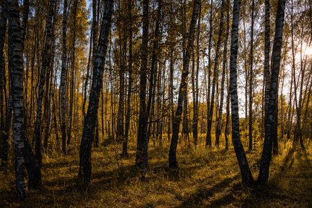 Sun setting through birch tree forest. Golden light illuminating autumn landscape in grove. Natural...