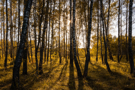 Sun setting through birch tree forest. Golden light illuminating autumn landscape in grove. Natural scenic view for wallpaper design. Sunset in a grove.の写真素材