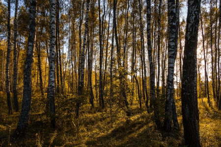Sun setting through birch tree forest. Golden light illuminating autumn landscape in a grove. Natural scenic view for wallpaper design.の写真素材