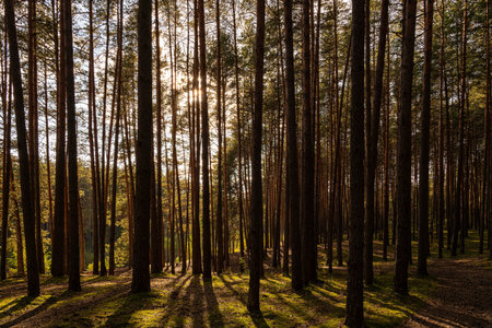 Sunrise or sunset in a tall pine forest with long shadows on a mossy ground. Nature landscape for...