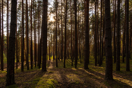 Sunrise or sunset in a tall pine forest with long shadows on a mossy ground. Nature landscape for...