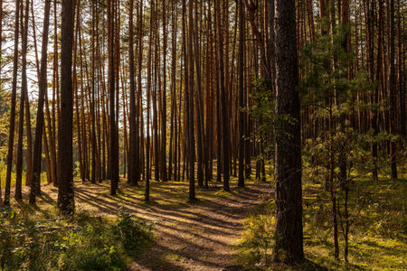 Green moss and grass on a ground in a tall pine forest with hiking trail. An outdoor nature trail surrounded by natural beauty. The sun shines through pine trunks. Natural scenic for wallpaper design.の写真素材