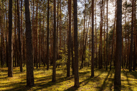 Sunrise or sunset in a tall pine forest with long shadows on a mossy ground. Nature landscape for tranquility and wilderness. Natural scenic view for wallpaper design.の写真素材