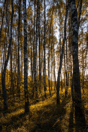 Sun setting through birch tree forest. Golden light illuminating autumn landscape in a grove. Natural scenic view for wallpaper design.の写真素材