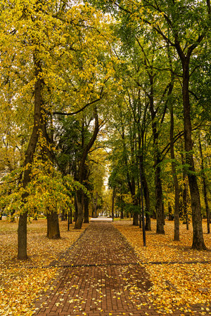 Brick path through a beautiful autumn park with colorful trees and fallen leaves on the ground. Outdoor nature scenery for season change concept.の写真素材