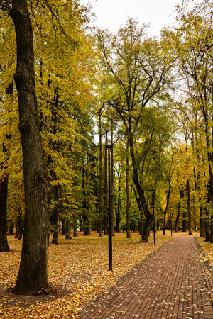 Brick path through a beautiful autumn park with colorful trees and fallen leaves on the ground. Outdoor nature scenery for season change concept.の写真素材