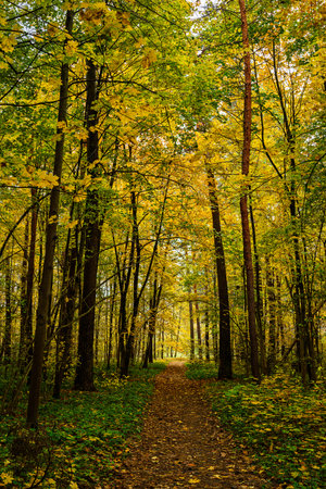 Forest path in an autumn park covered with falling leaves. Beautiful woodland landscape during fall...