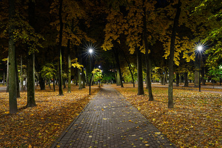 Evening view of a park alley illuminated with string lights, creating a magical atmosphere for holidays and celebrations, an autumn night scene.の写真素材