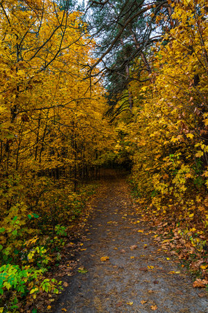Forest path in an autumn park covered with falling leaves. Beautiful woodland landscape during fall season for nature background.の写真素材