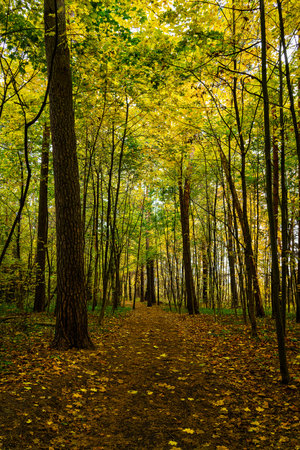 Forest path in an autumn park covered with falling leaves. Beautiful woodland landscape during fall...