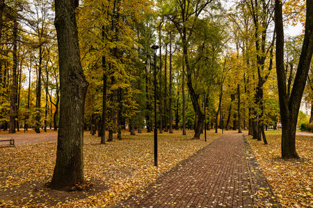 Brick path through a beautiful autumn park with colorful trees and fallen leaves on the ground. Outdoor nature scenery for season change concept.の写真素材