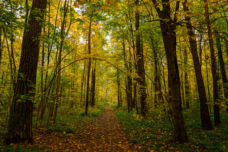 Forest path in an autumn park covered with falling leaves. Beautiful woodland landscape during fall season for nature background.の写真素材