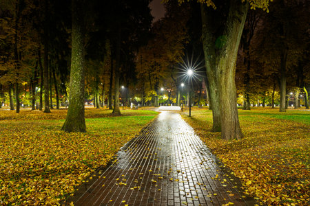 Empty park alley at night with fallen golden leaf and glowing street light. Autumn landscape with warm illumination for seasonal backgrounds.の写真素材