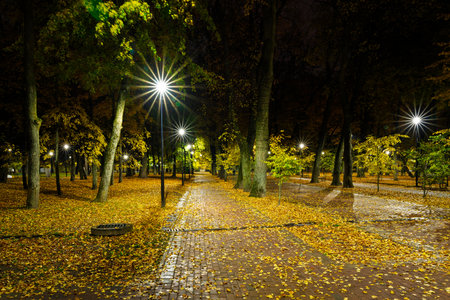 Empty park alley at night with fallen golden leaf and glowing street light. Autumn landscape with warm illumination for seasonal backgrounds.の写真素材