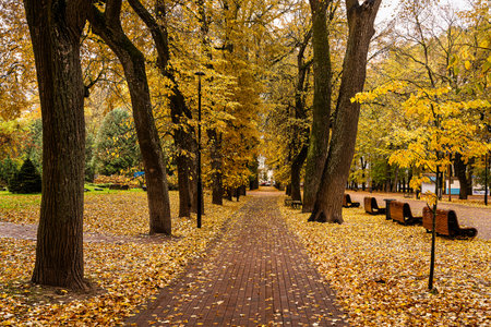 A park alley with bright yellow foliage and a paved path on a cloudy day. A beautiful autumn...