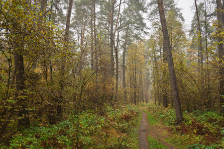 Forest path in autumn through tall pines and maple trees with golden yellow foliage. Natural beauty...