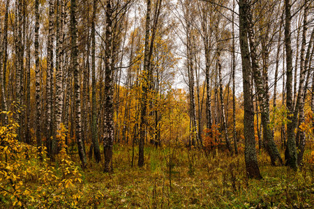 Autumn forest with tall birch tree trunks and fallen yellow leaves on the ground. Natural seasonal scenery, nature background. Golden autumn.の写真素材