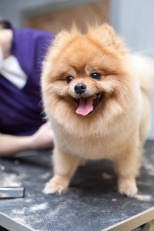Grooming Pomeranian dog by professional groomer, hairdresser, dog haircutの写真素材