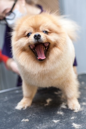Grooming Pomeranian dog by professional groomer, hairdresser, dog haircutの写真素材